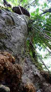 arbre, rivière quiock, route mamelles, guadeloupe