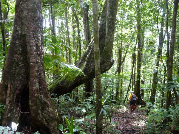 Troncs vers Birloton, Piton de Bouillante