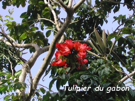 tulipier du gabon jardins Guadeloupe