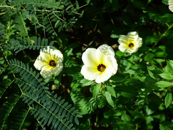 fleur de 11 heures, Turnera subulata, port Louis, Grande Terre, guadeloupe