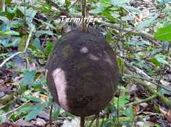 faune, balade, dos d`ane, basse terre, guadeloupe, antilles