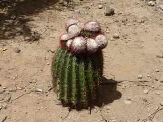 Melocactus intortus, les saintes, guadeloupe