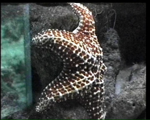 echinoderme benthos L