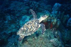 tortue marine, récif corallien, guadeloupe antilles