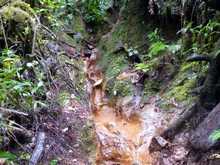 balade armistice, sentier, foret humide, guadeloupe