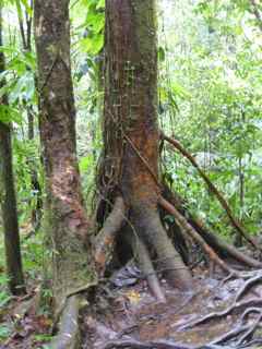 balade rivière grosse corde arbres foret tropicale humide basse terre guadeloupe