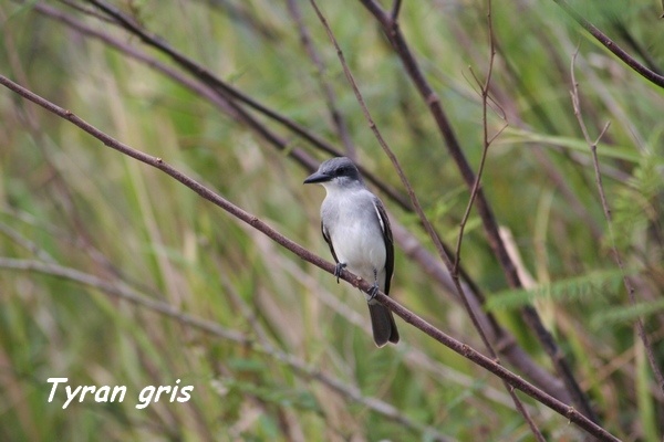 foret seche oiseau L