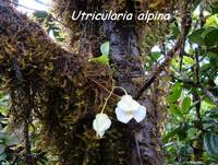 Utricularia alpina , herbacée, madeleine, basse terre sud, guadeloupe