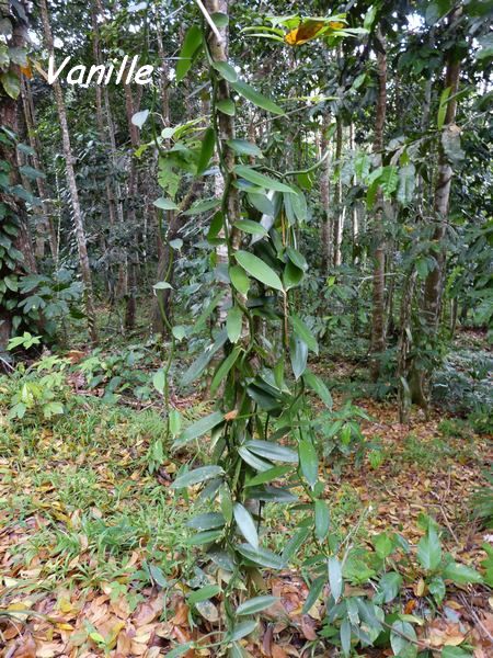 vanille, sentier forestier, cascade Bis, Ste Rose, Guadeloupe