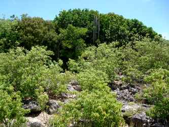 végétation rocailles Falaises Guadeloupe