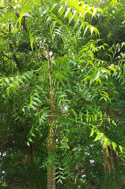 vèpèlè arbre Maisoncelle Guadeloupe