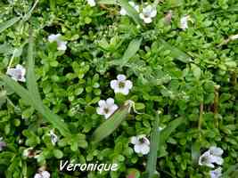 Véronique, Bacopa monnieri, Arrière plage, Deshaies