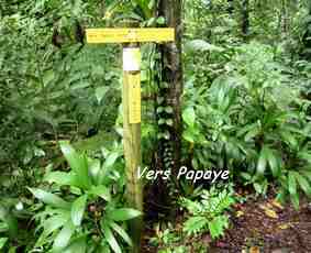 vers Papaye , sentier, bifurcation, nez cassé, delgrès, basse terre, guadeloupe