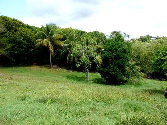 vers la pointe du Helleux bois jolan ste anne guadeloupe