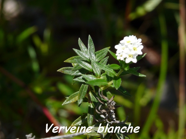 verveine blanche désirade L