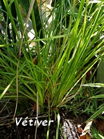 vetiver 