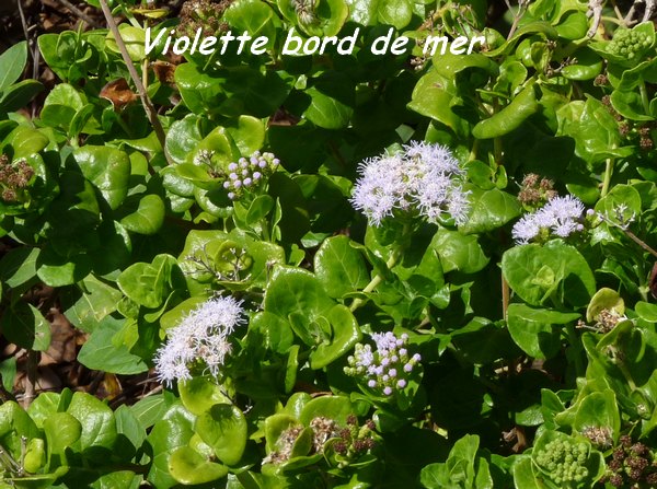 Violette bord de mer, fiche