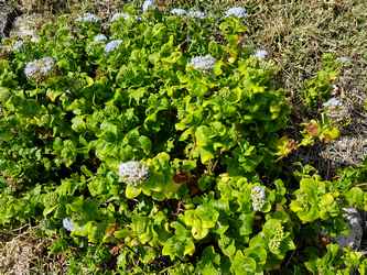 violette bdem Falaises Guadeloupe