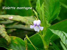 violette, flore soufrière, guadeloupe