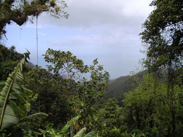 Vue le long du sentier, Piton de Bouillante