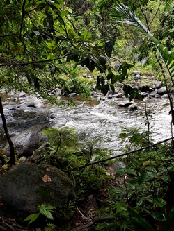 vue rivière maison de la foret Guadeloupe