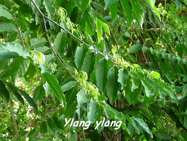 ylang ylang, grande pointe L
