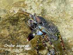 Grapsus grapsus,crabe zagaya, pointe des chateaux, guadeloupe